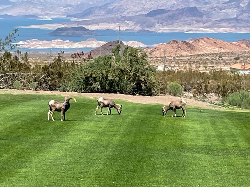 Grass That Pulls Sheep Off The Mountain