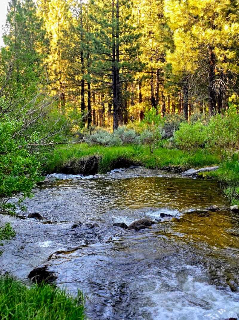 Golden Leaves Along The Creek Steal The Show