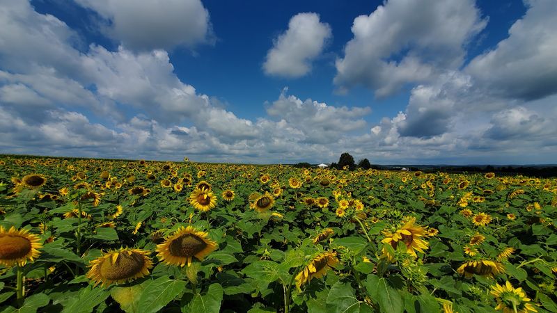 Acres Of Yellow That Refuse To Quit