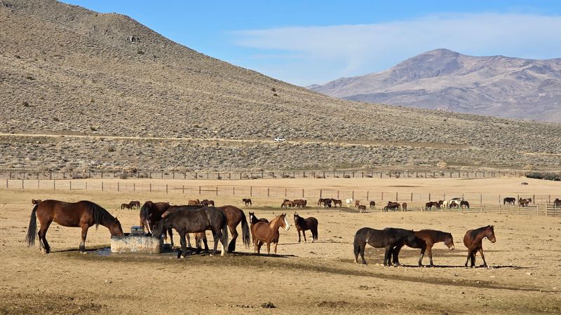 The Law Behind The Herds