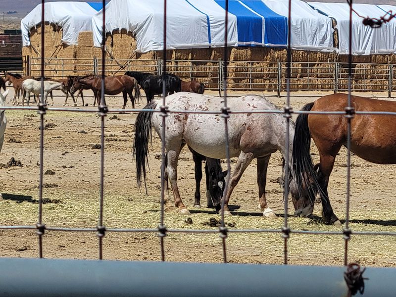 Getting Close To Untamed Mustangs