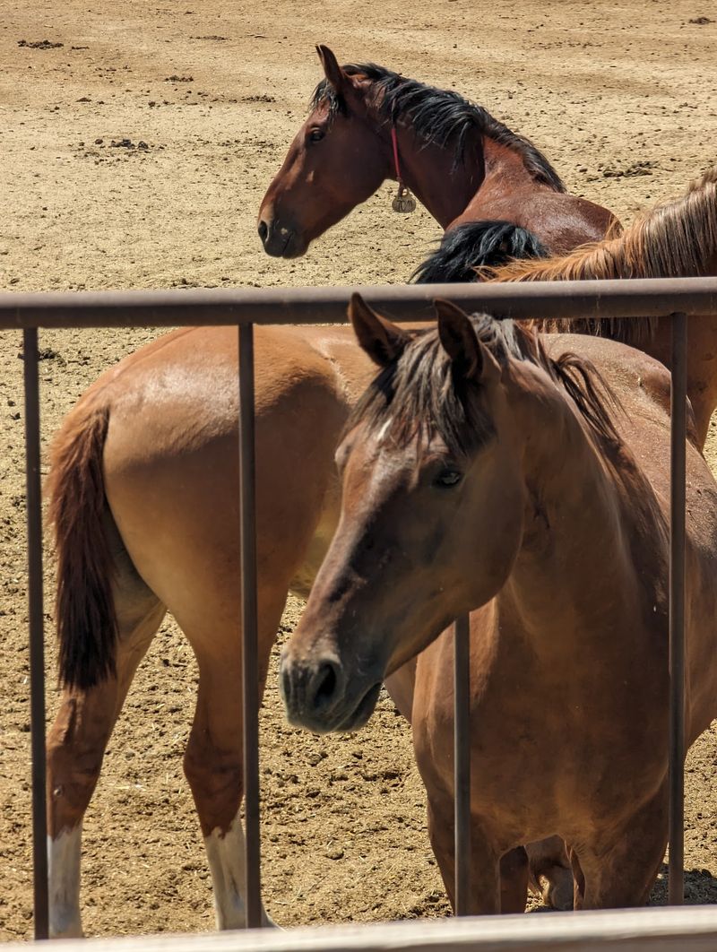 Guided Walks Through The Corrals