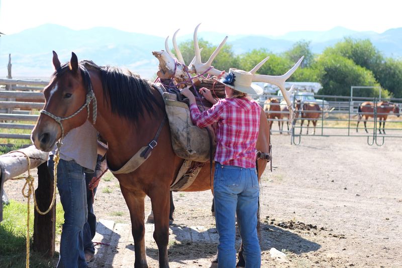 See A Working Horse And Cattle Ranch Up Close