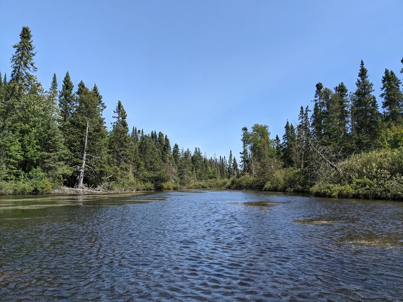 Why Moose Sightings Happen Here At All