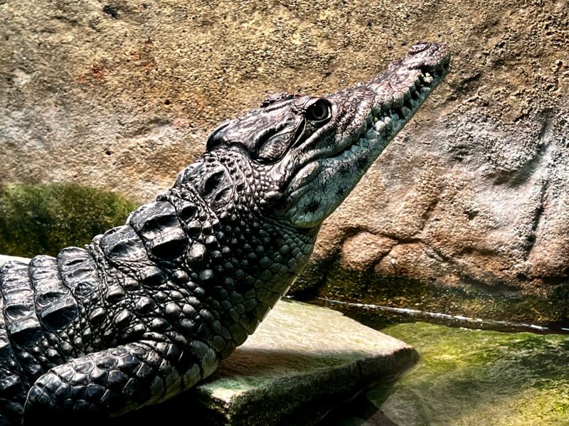 Crocodile Kingdom Under One Roof