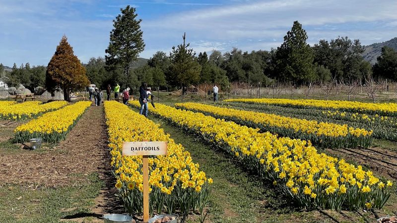 Cut Your Own Bouquet In The U-Pick Flower Rows