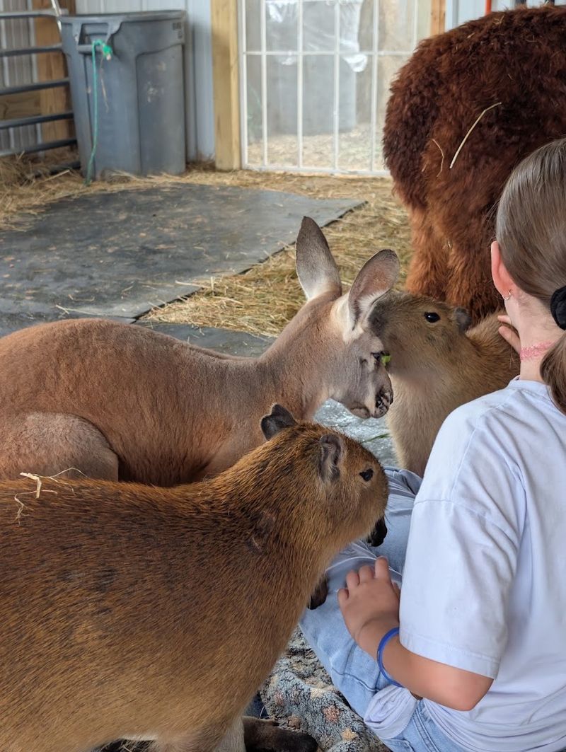 Where Curious Creatures Roam Freely