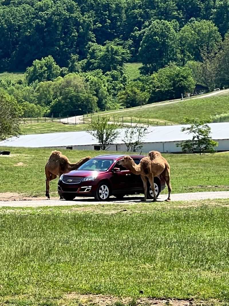 The Drive-Thru Safari That Steals The Show