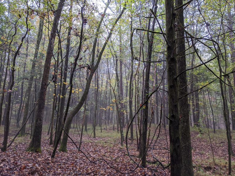 Scenic Hiking Trails Through Diverse Landscapes
