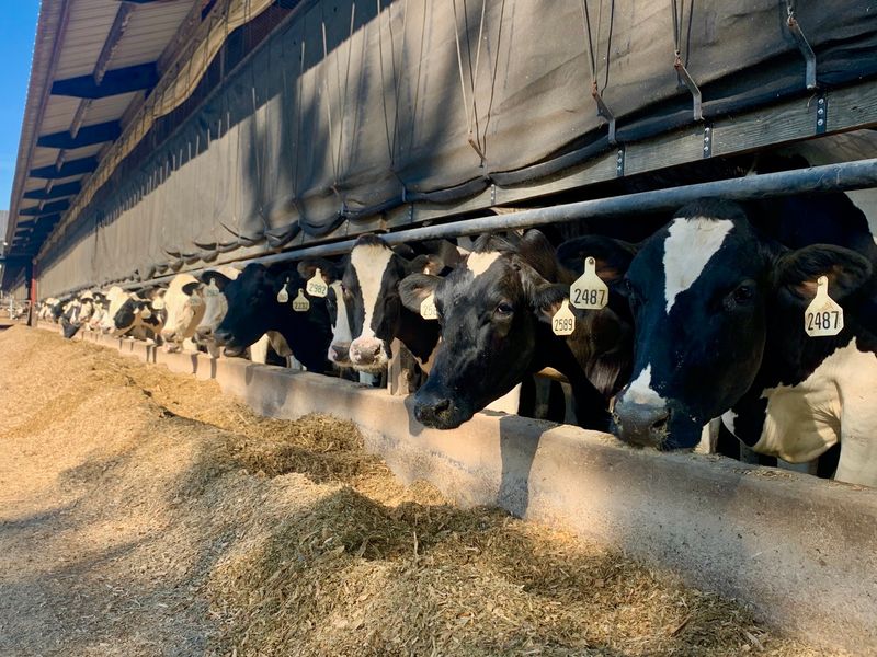 Watch The Cows Get Milked By Robots
