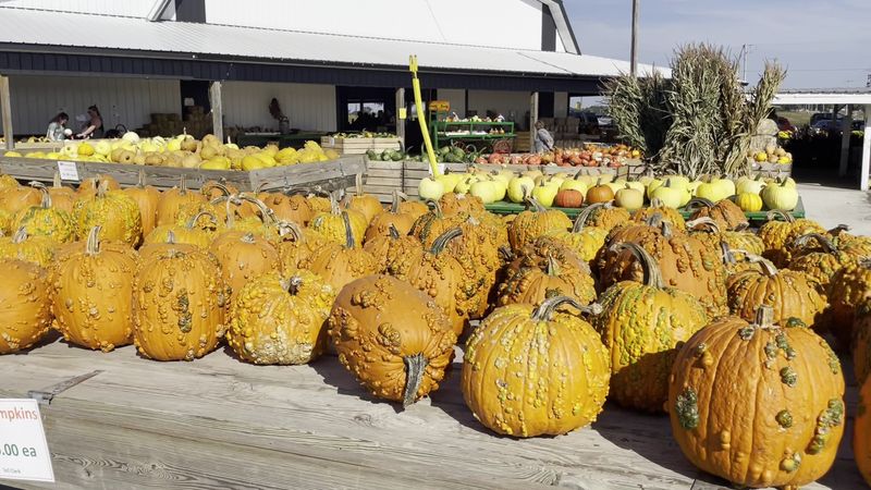 Giant Pumpkins That Tip The Scales