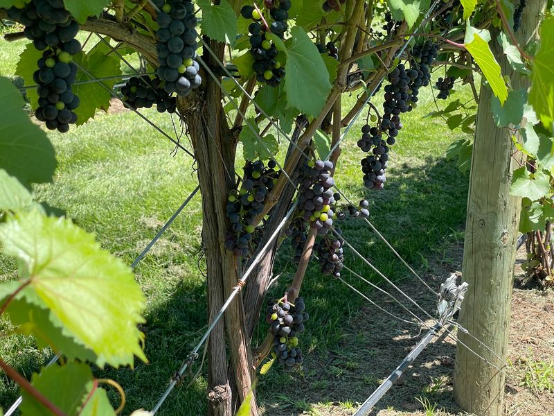 Cold-Hardy Grapes That Laugh At Subzero Nights