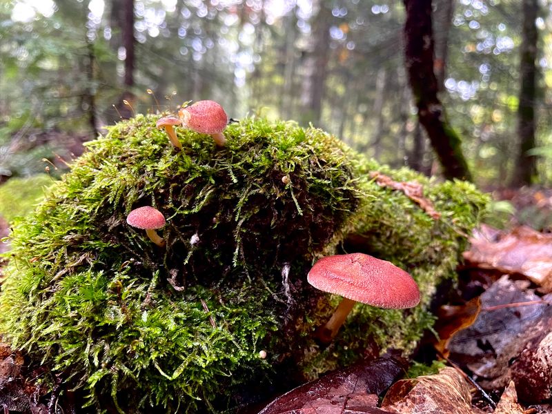 Old Boreal Forest That Feels Genuinely Wild