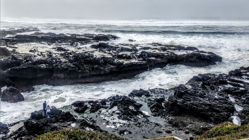 Gray Whales Make Regular Appearances