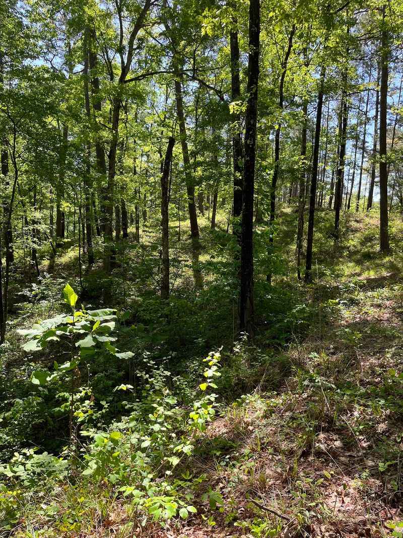 Homochitto National Forest