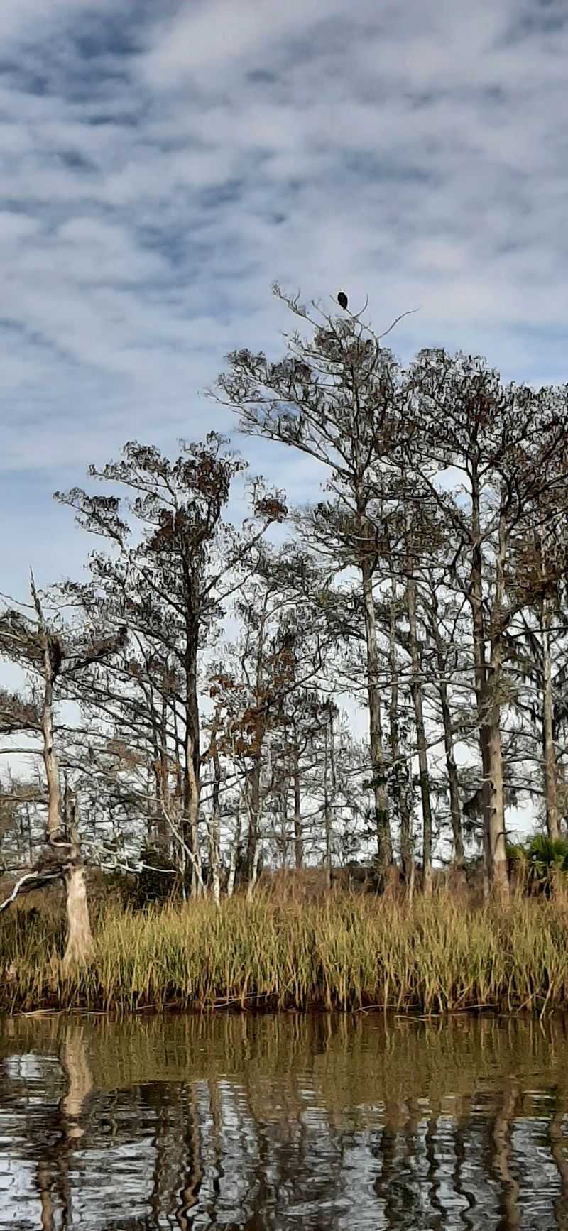 Apalachicola River Wildlife And Environmental Area