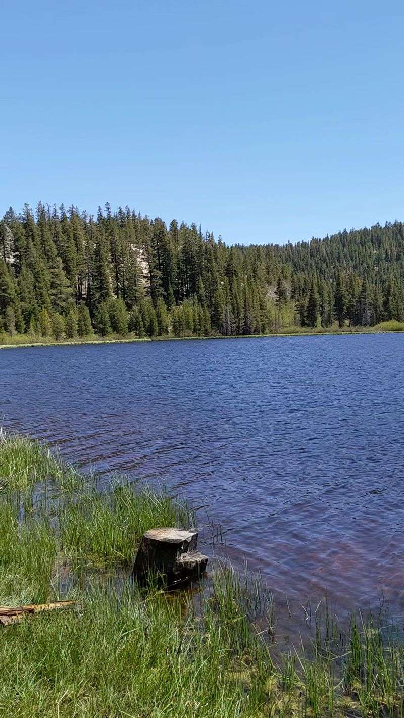 Bears, Birds, And Quiet Neighbors