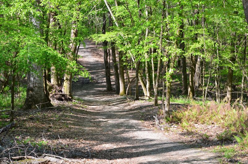Rare Trees That Hold World Records