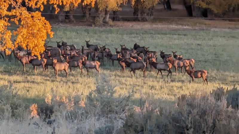 Wildlife Watching Opportunities Near Remote Mountain Lodges