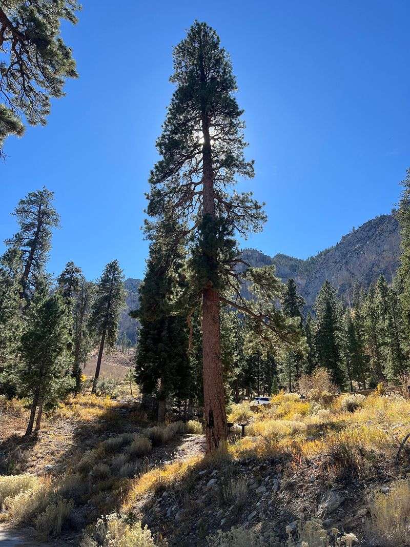 Wildlife Watching Along The Bends
