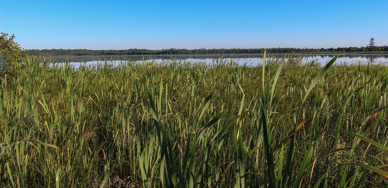 Why A Marsh Like Rice Lake Deserves Your Time