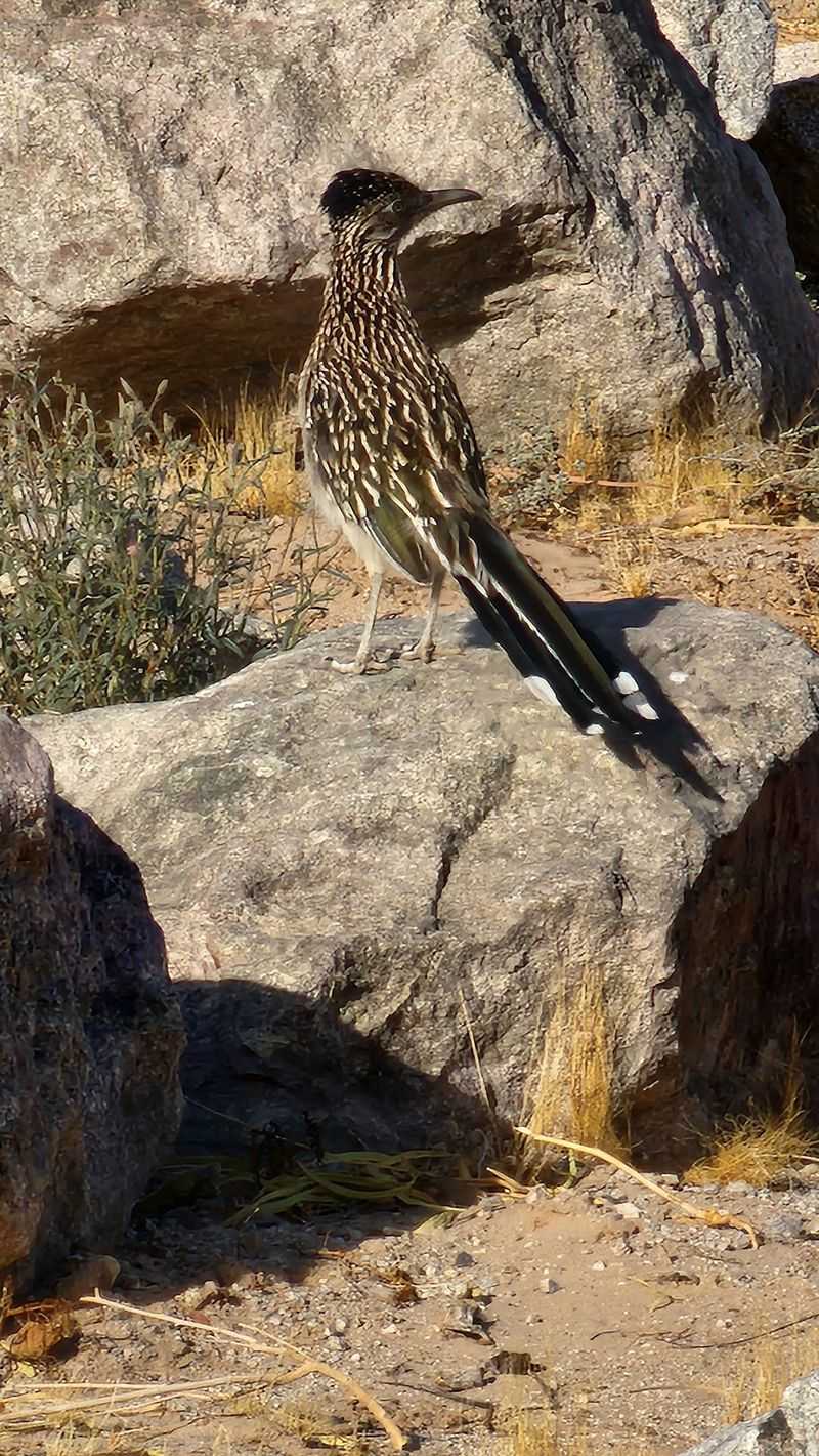 Quail Parades And Roadrunner Sprints