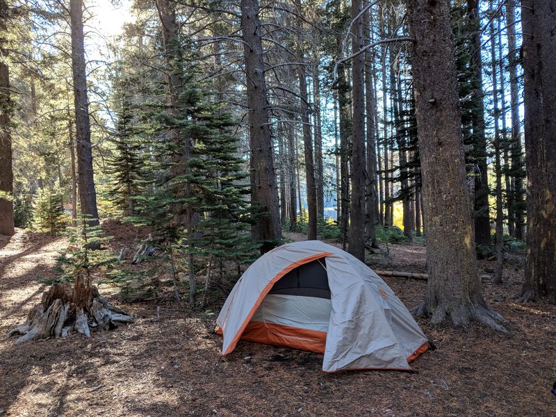 Sleeping Under Pines At The Walk-In Campground