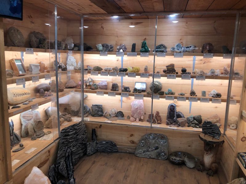 A Free Museum With A Woolly Rhino Skull