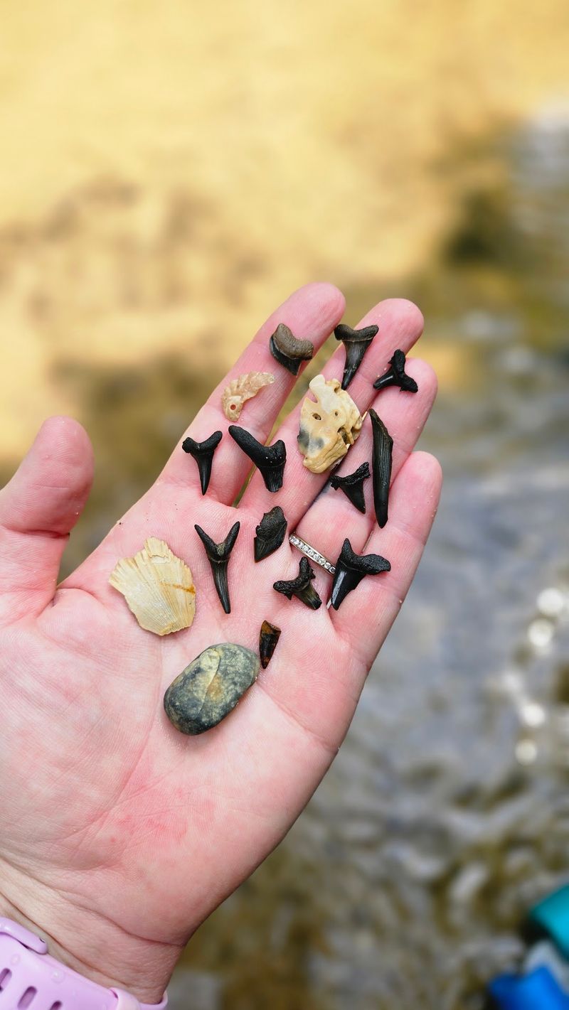Shark Teeth Are The Stars Of The Show