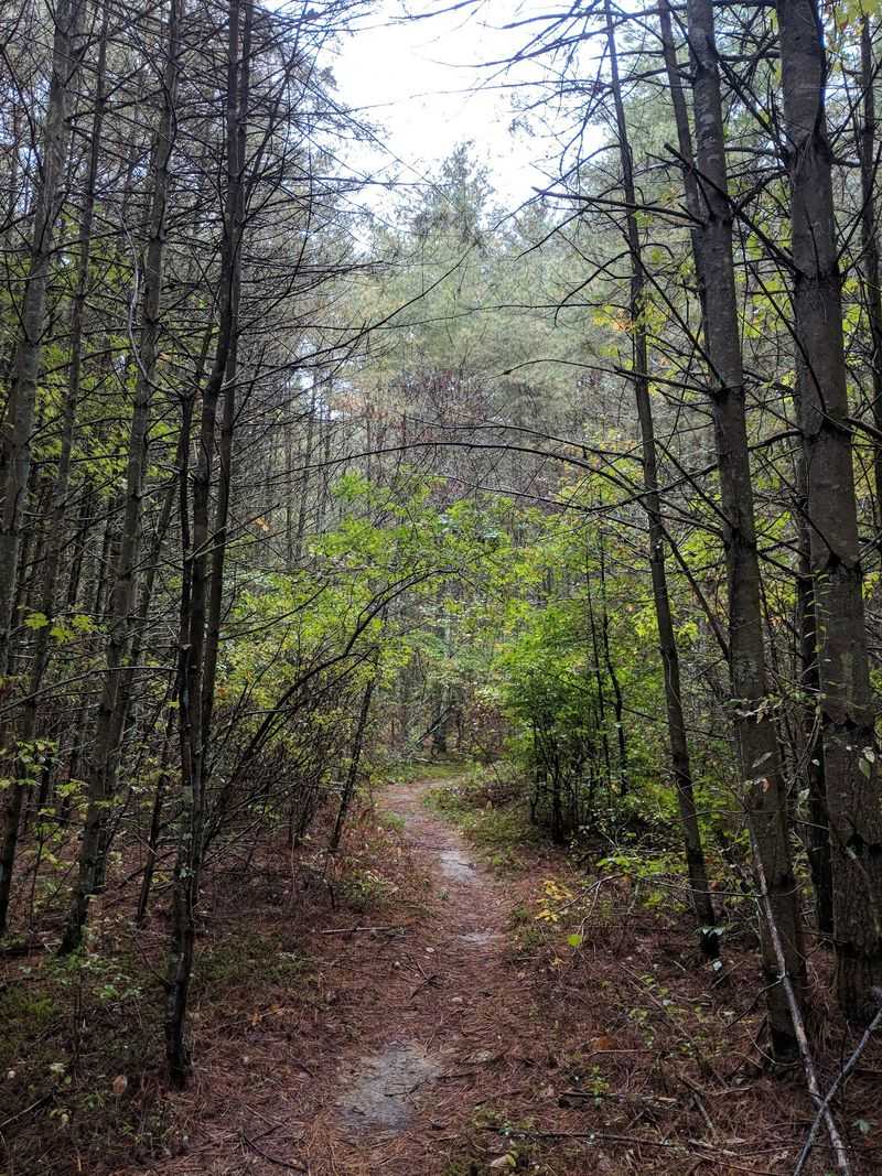 Copicut Woods, Fall River