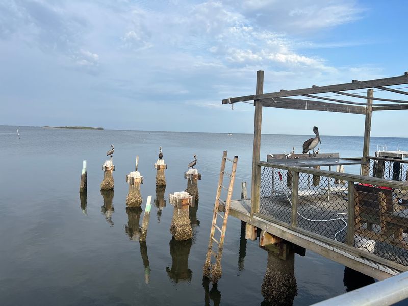 Birds Rule Thirteen Islands