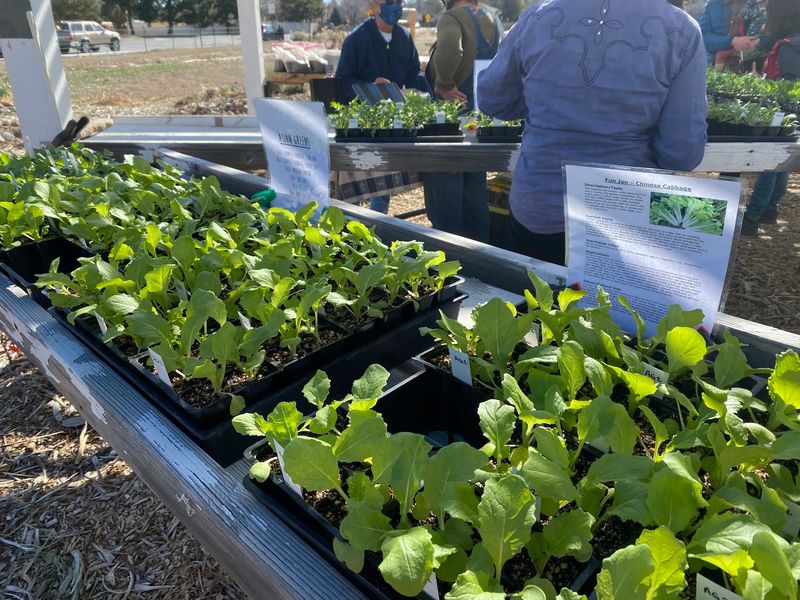 Seedlings And Native Plants For Your Own Garden