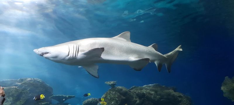 Educational Talks Focused On Deep Sea Creatures