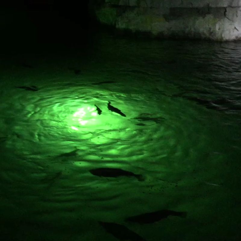 Flora And Fauna Adaptations To Cave Ecosystems