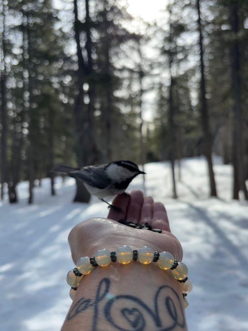 Chickadees That Land On Your Hand