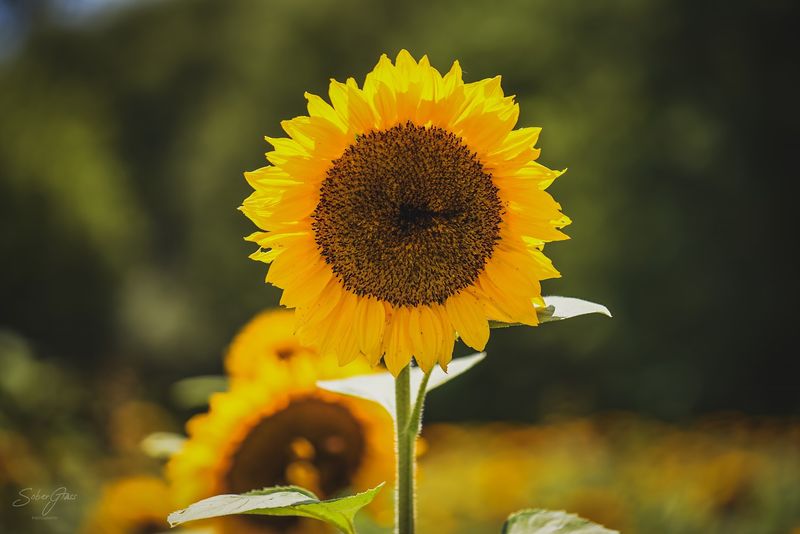 Photography Tips For Capturing Vibrant Fields