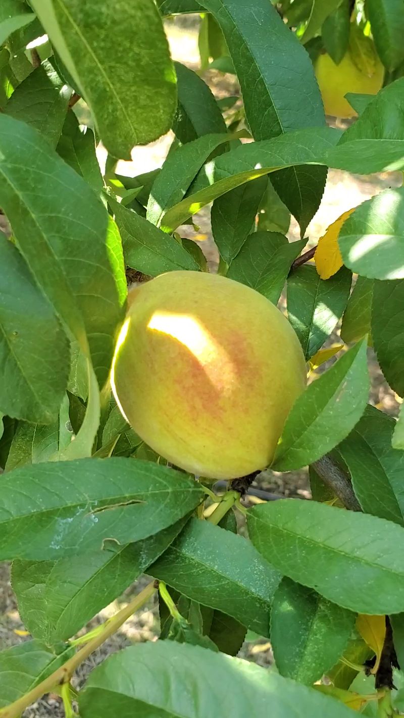 Seasonal Timing For Optimal Peach Ripeness