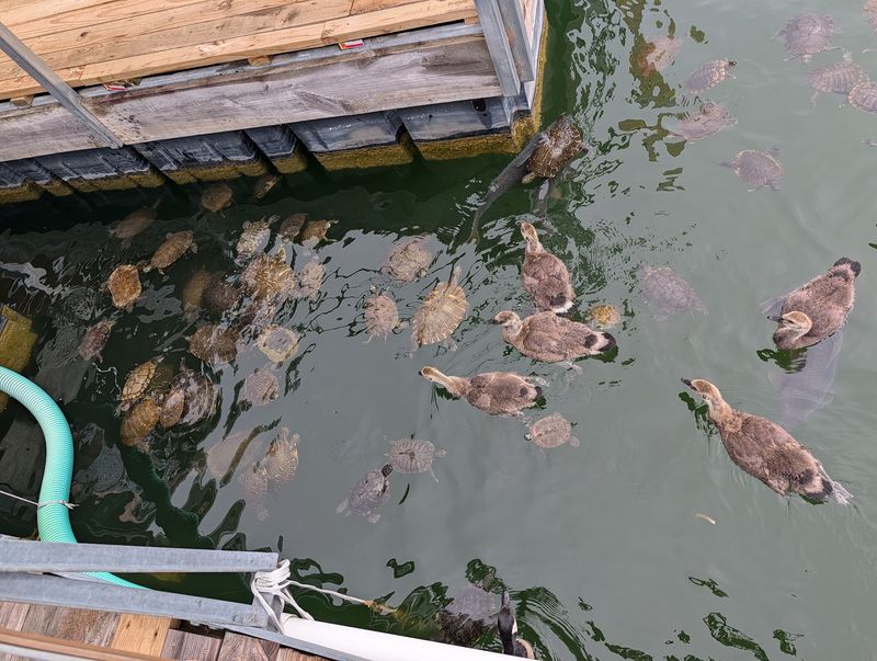 Feed Ducks And Turtles