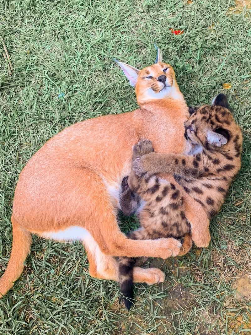 Care Techniques Demonstrated By Sanctuary Staff