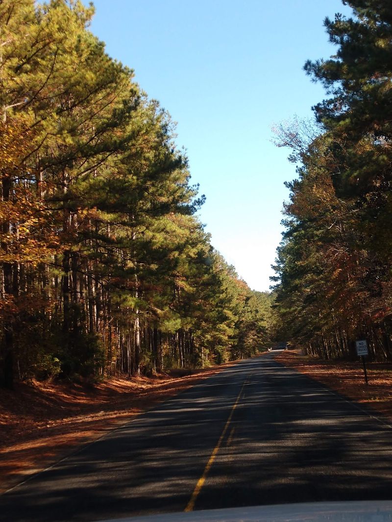 Homochitto National Forest