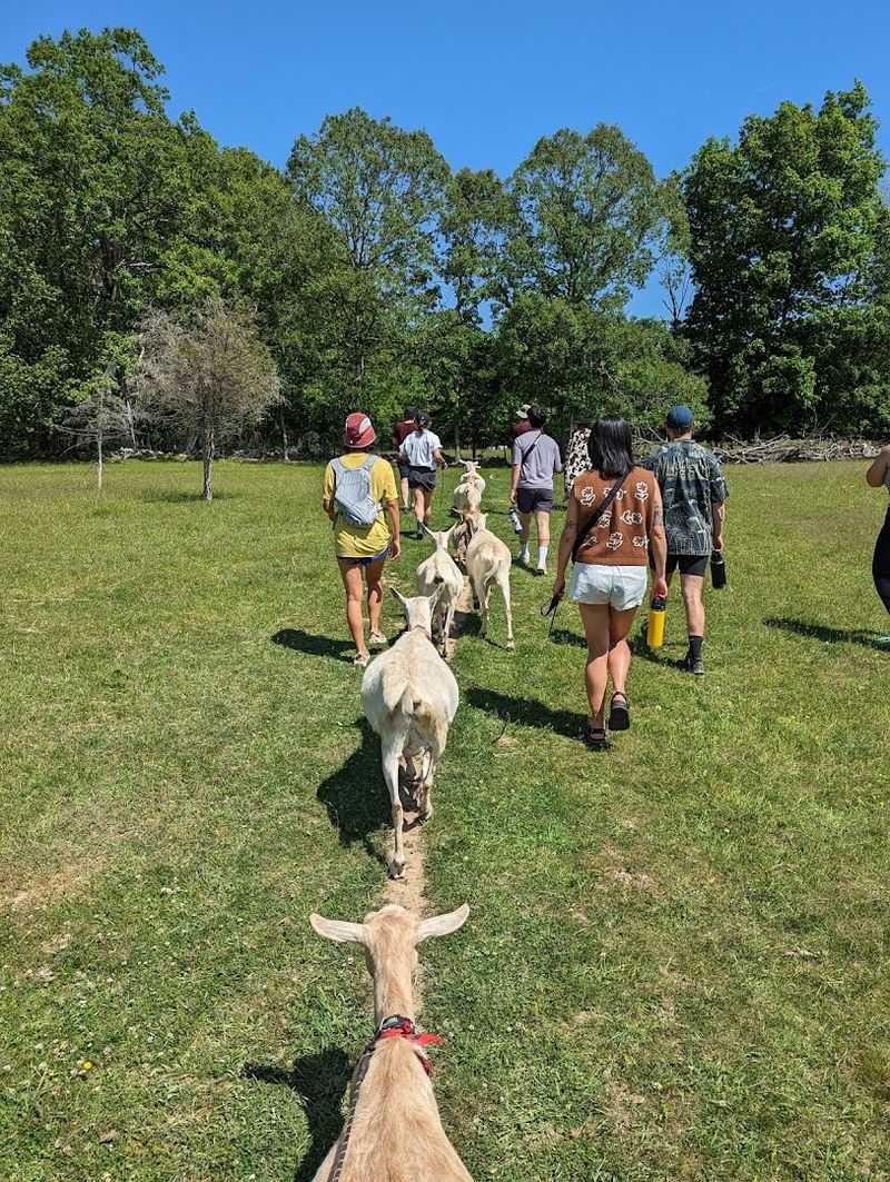 Goat Walks Where Every Step Feels Like A Reset Button