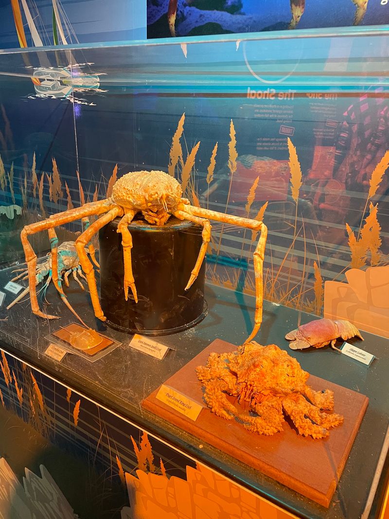 Touch Real Rockpool Creatures