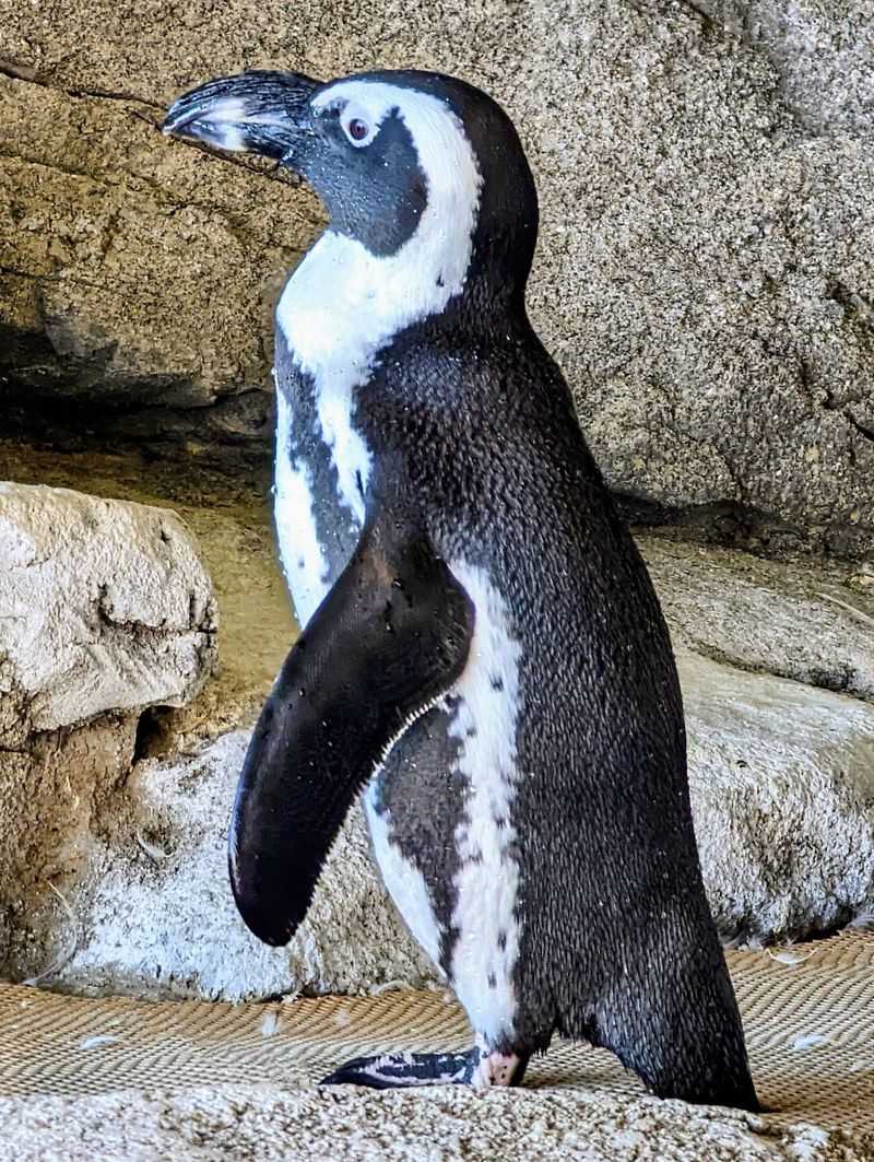 Penguins And Hippos Up Close