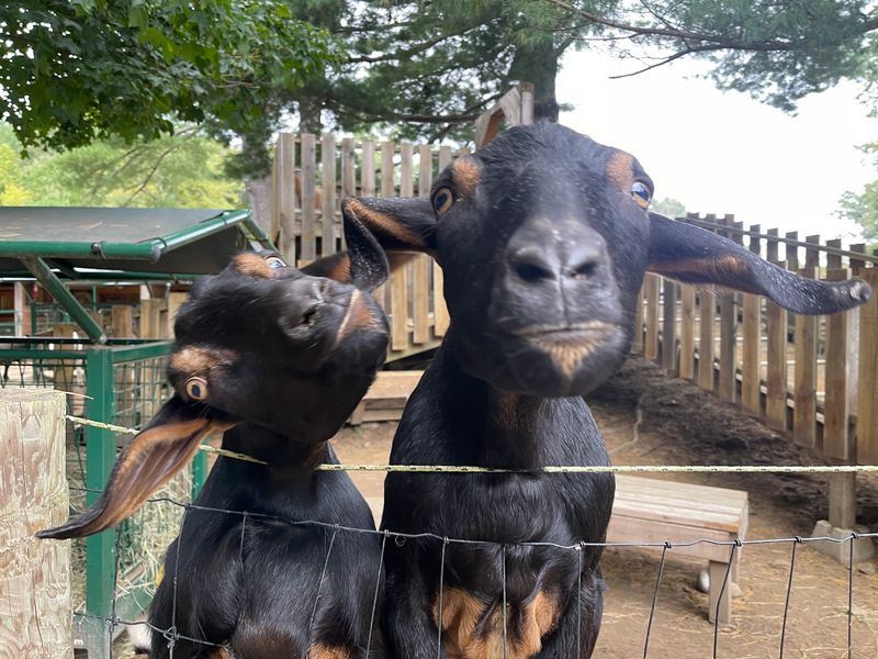 Meet The Rescues Closely