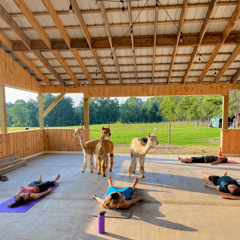 Llamaste Yoga Where Your Downward Dog Gets Company