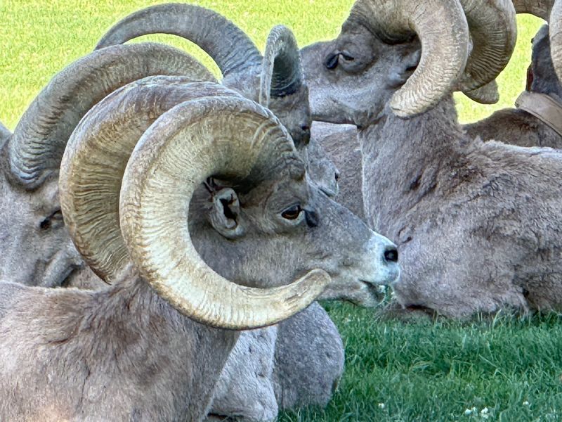 Check The Ram Cam Before You Drive