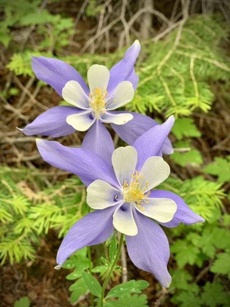 Wildflowers That Turn The Trail Into A Painting