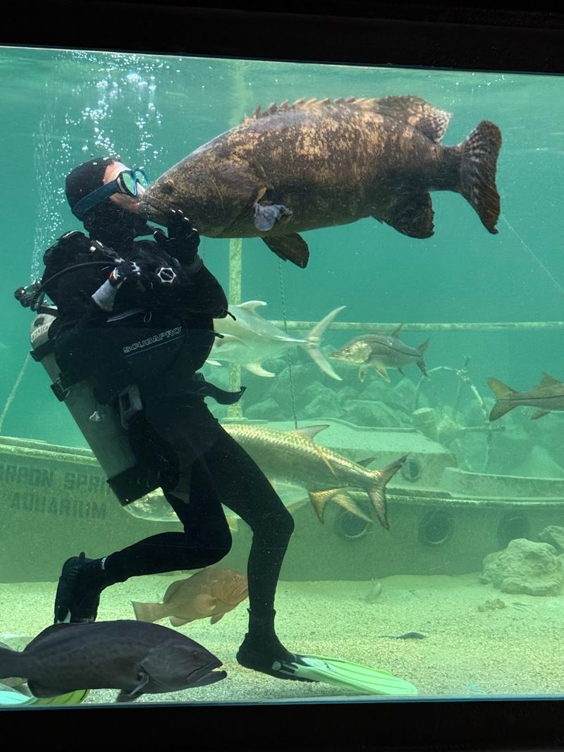Tarpon Springs Aquarium And Its Gulf Marine Life