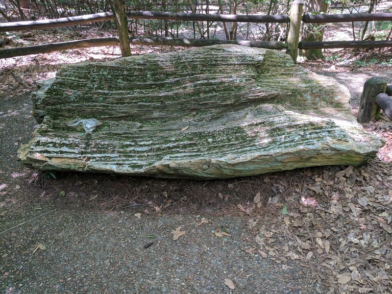 Mississippi Petrified Forest Trail - Flora, MS