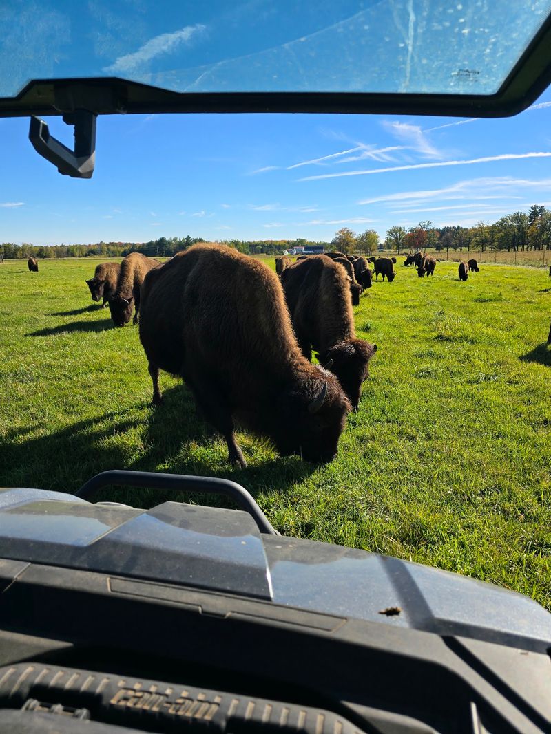 Getting Up Close With A Bison Herd On Open Land